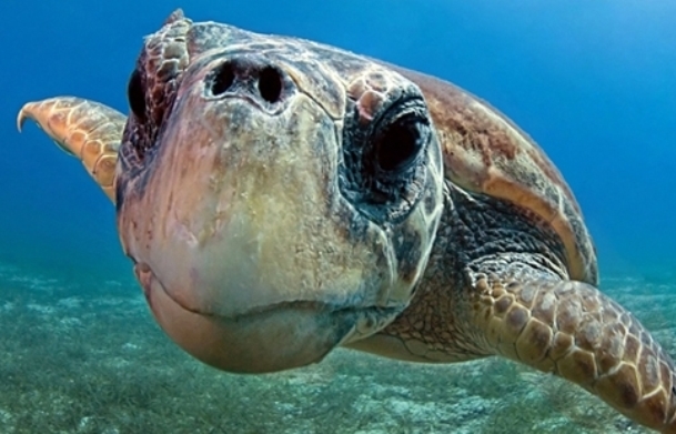 caretta